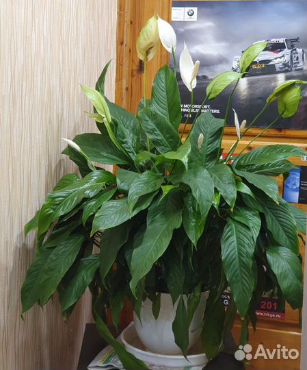 Спатифиллум