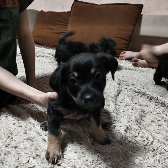 Щенки в добрые руки