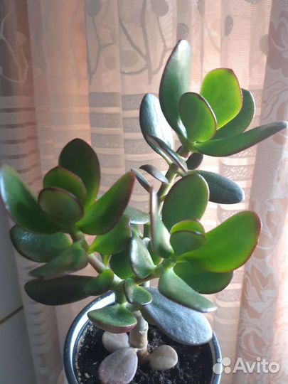 Денежное дерево