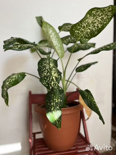 Цветы домашние в горшках