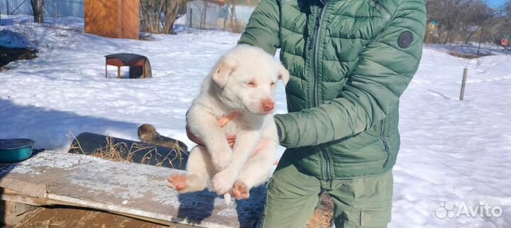 Щенки бесплатно