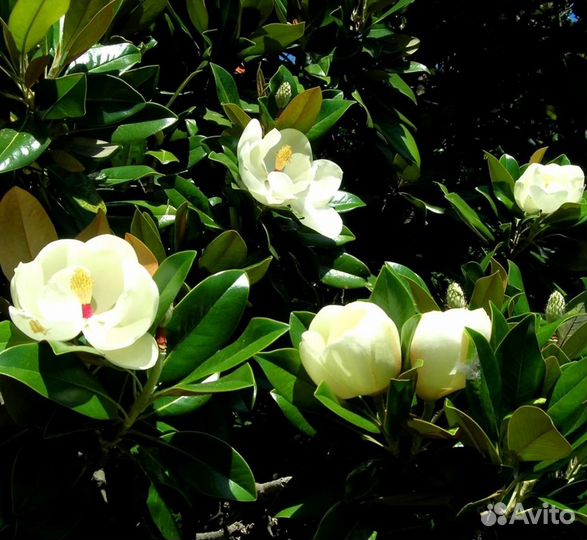 Магнолия грандифлора