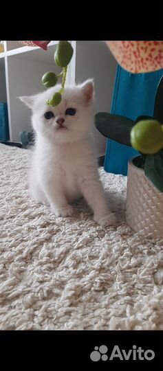Шотландские котята серебристая шиншилла