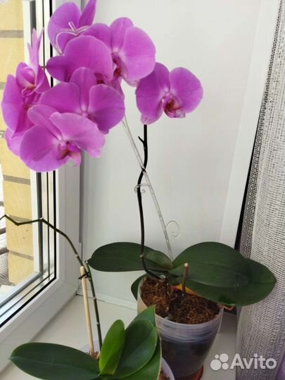Фаленопсис, орхидея