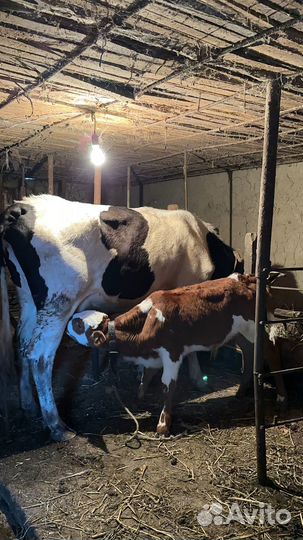 Коровы с телятами и бычок