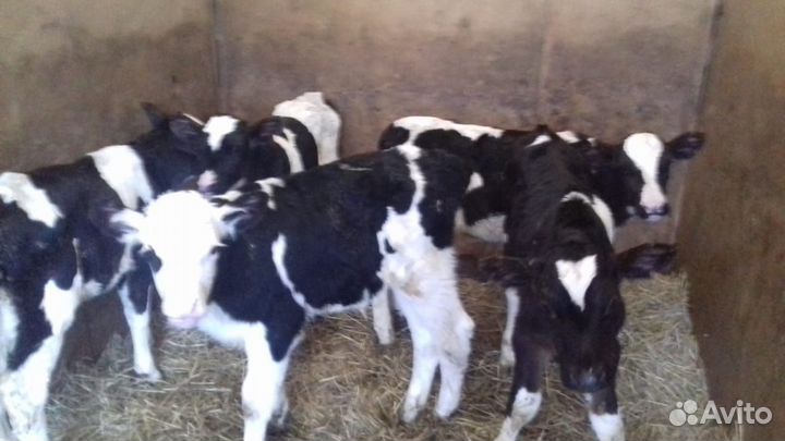 Бычки и телята