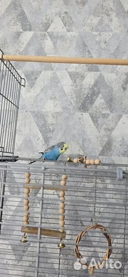 Продам попугая волнистого