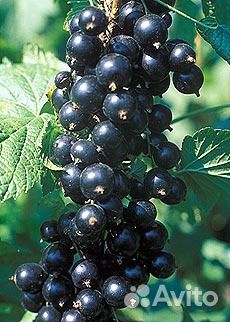 Саженцы Малина,Ежевика,Смородина,Слива,Крыжовник