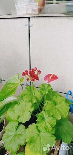 Пеларгония герань