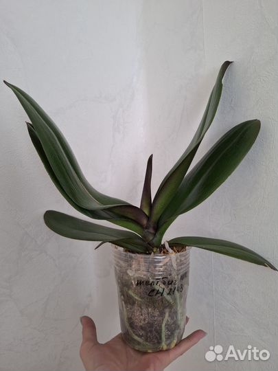 Орхидея фаленопсис биг лип