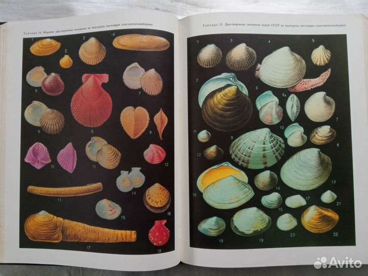 Жизнь животных. Издательво 