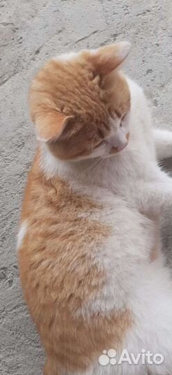 Кошечка в добрые ручки