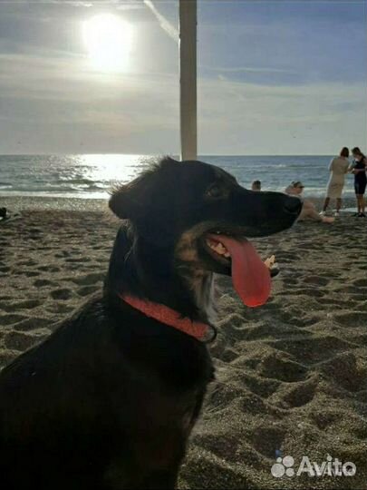 Собачка в добрые руки