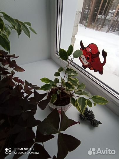 Комнатные цветы