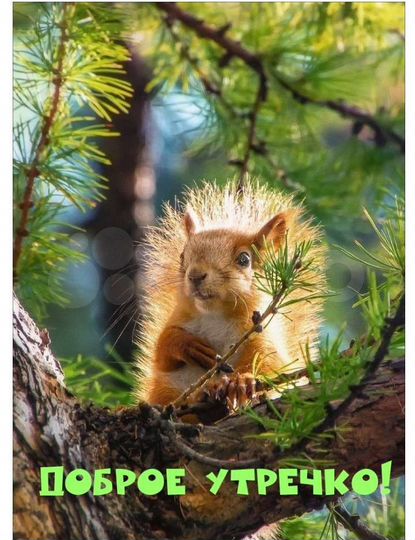 Участок 4,3 сот. (ИЖС)