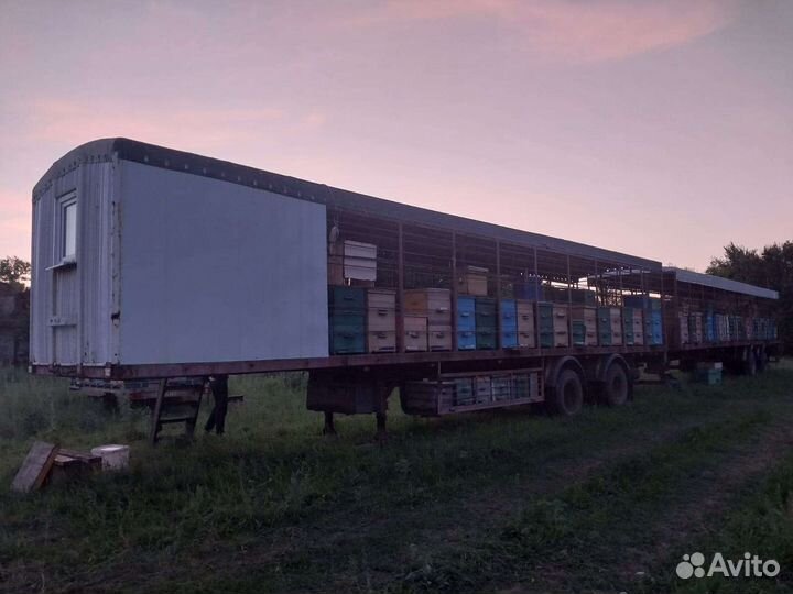 Пчёла пасека