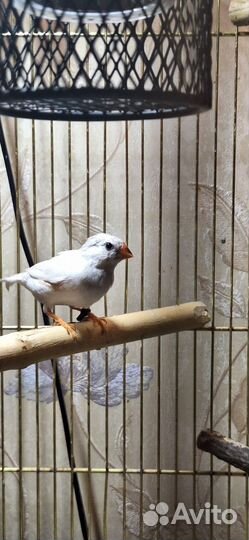 Зебровые амадины