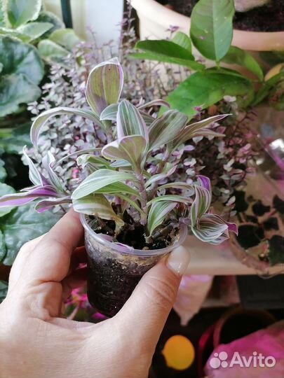 Традесканция