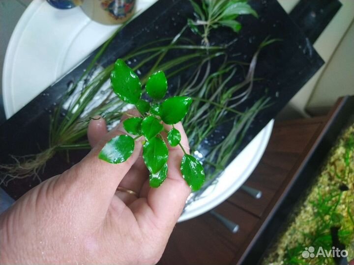 Аквариумные растения