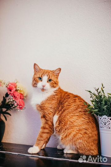 Кошки