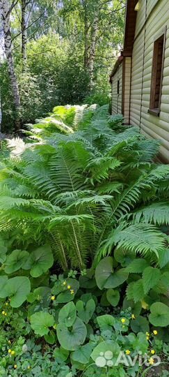 Папоротник садовый
