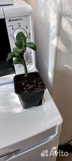 Замиокулькас Зензи