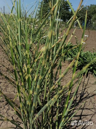 Многолетние цветы