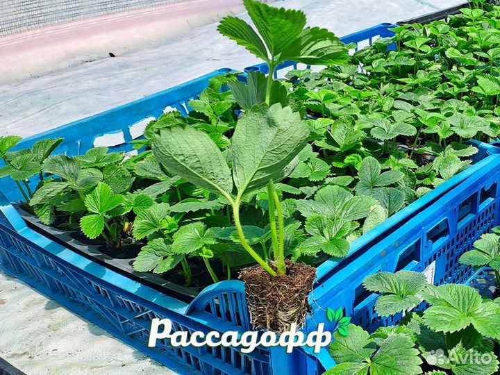 Рассада клубники. Элитные сорта