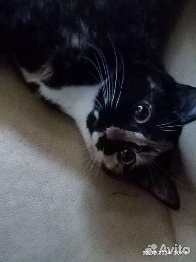 Кошки в добрые руки