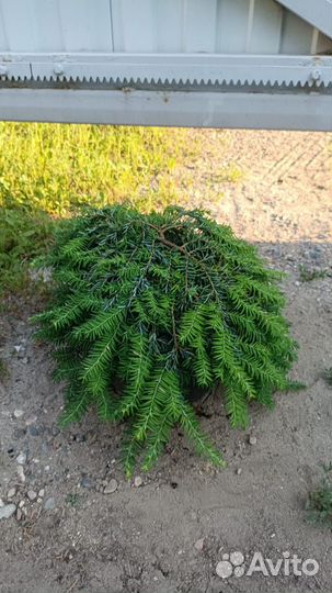 Тсуга, микробиота информация в описании