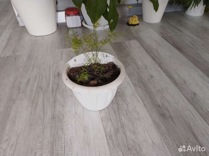 Растение циперус аспарагус