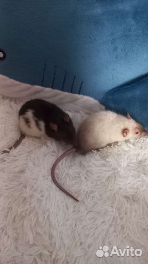 Декоративная крыса