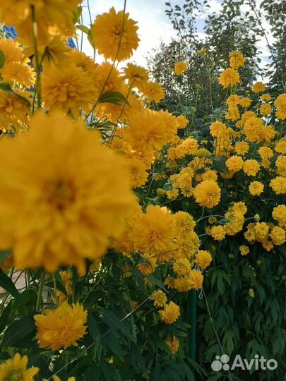 Золотые шары