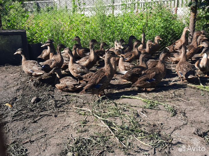 Кряковые утки и селезни для охоты и разведения