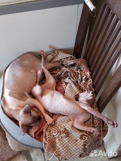 Сфинкс мальчик