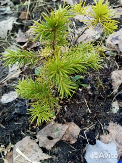 Ёлки, сосны, можжевельник и др
