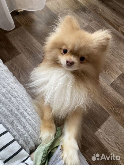 Померанский шпиц