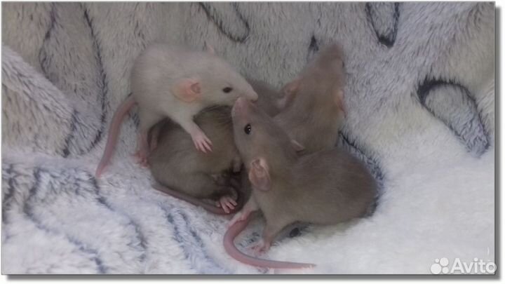 Крысята Дамбо. Крысы шоколадки