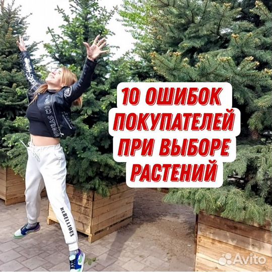 Голубые ели с гарантией доставкой посадкой