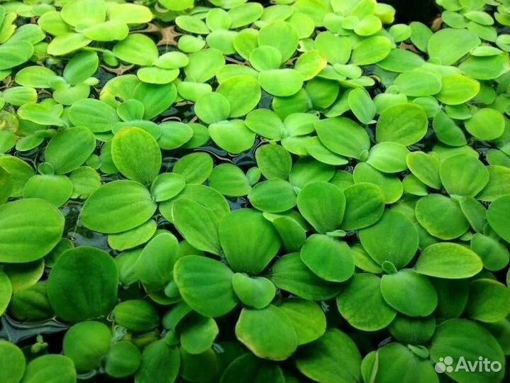 Аквариумные рыбы