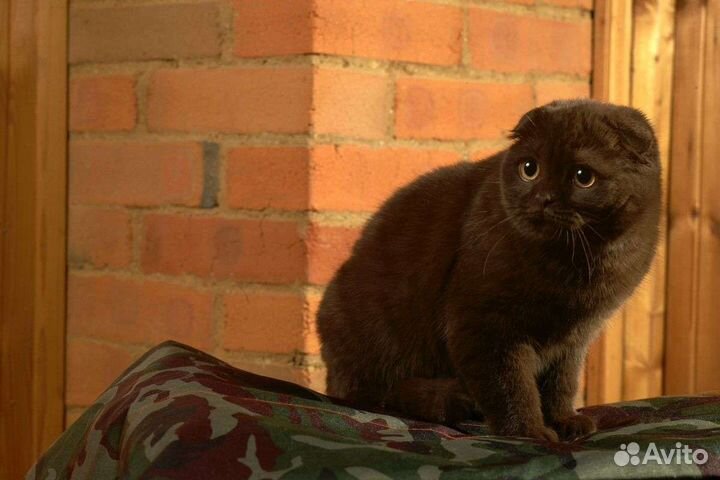 Шотландский кот