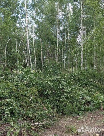 Дрова бесплатно