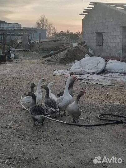 Продам гусей