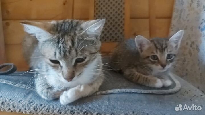 Котята в добрые руки бесплатно