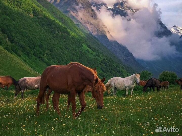 Экскурсия — Владикавказ — Большое путешествие по С