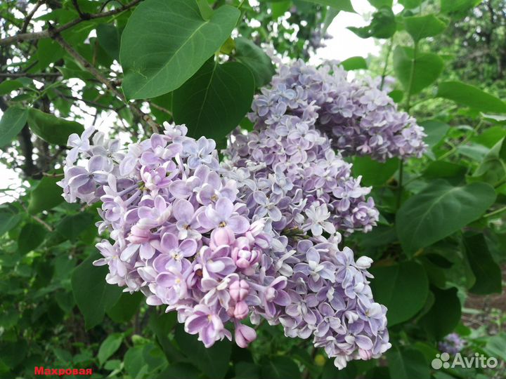 Сирень,жасмин,черенки д.прививки,многое др