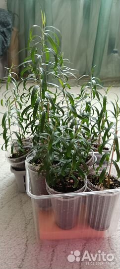 Каллистемон (сеянцы)