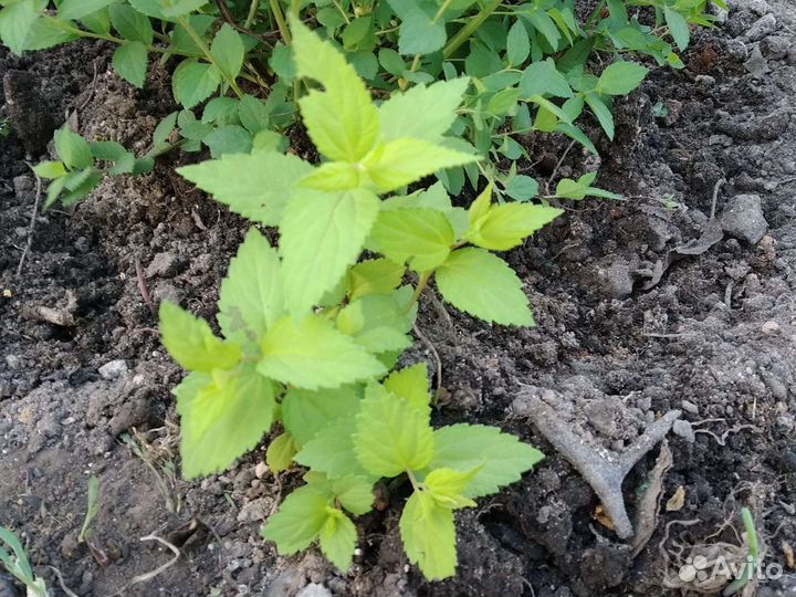 Гортензия Анабель, Спирея японская