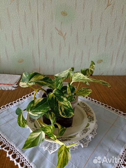 Эпипремнум