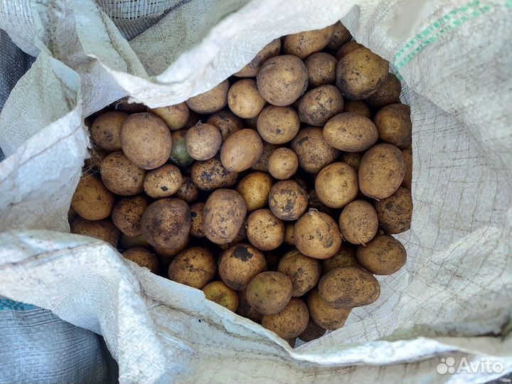 Картофель на корм скоту